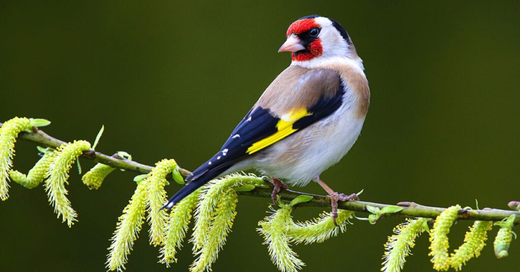 grey finch meaning