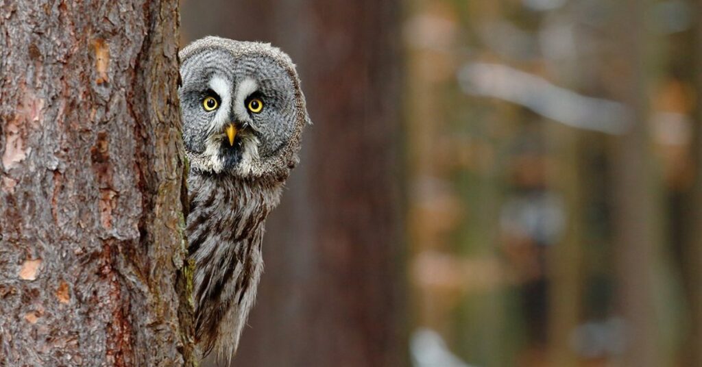 dead owl spiritual meaning
