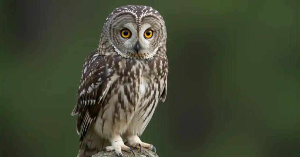 dead owl omen