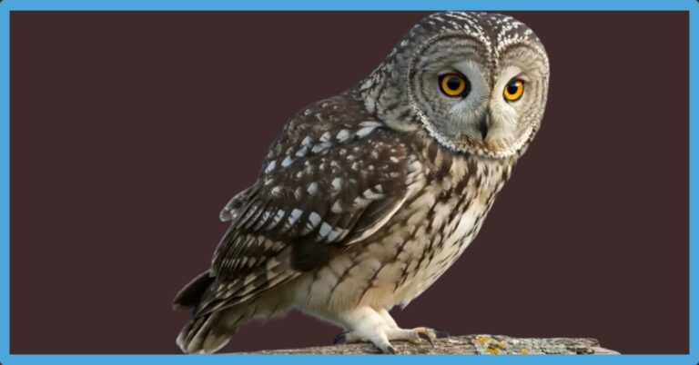 Dead Owl Symbolism