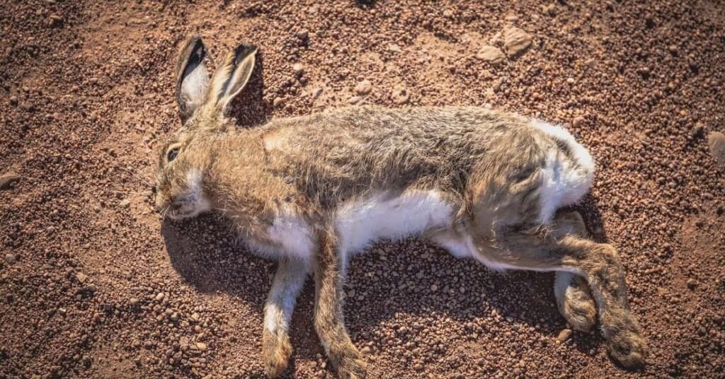 Dead Rabbits Symbolism And Spiritual Meaning