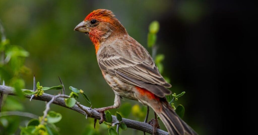 brown finch spiritual meaning