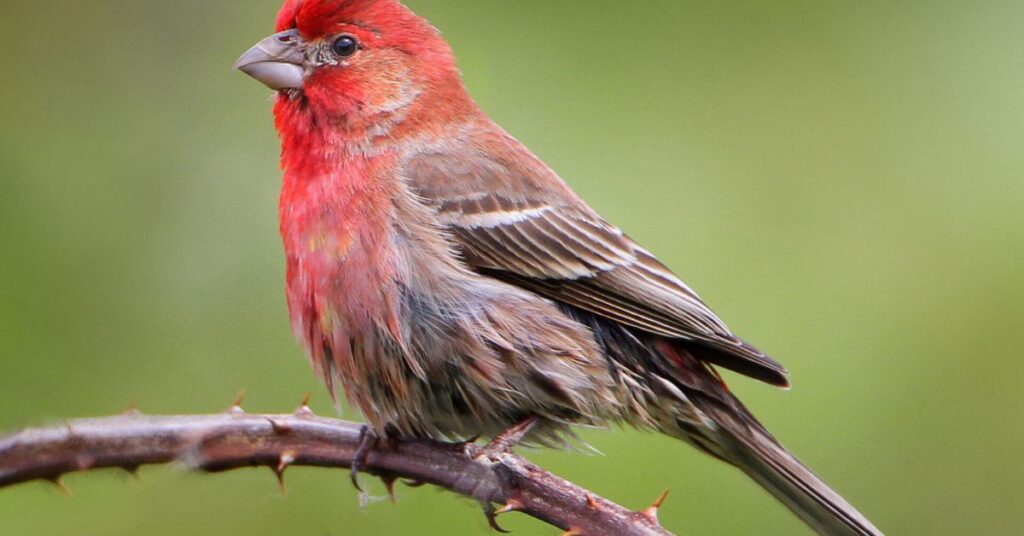 red breasted finch spiritual meaning