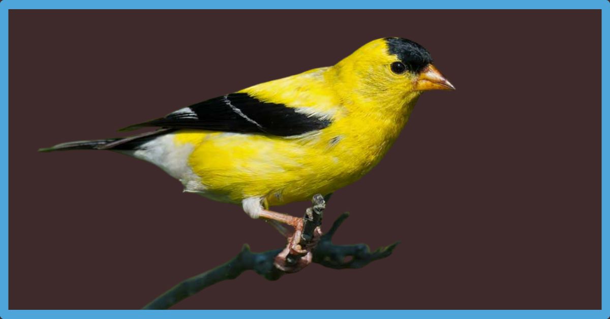 Finch Symbolism