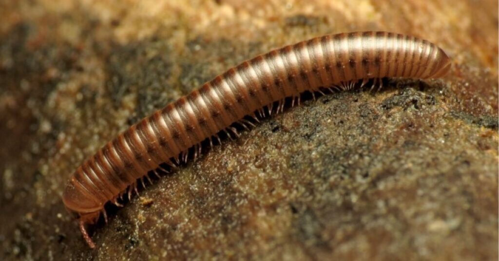 Millipede As A Spirit Animal And Its Totem