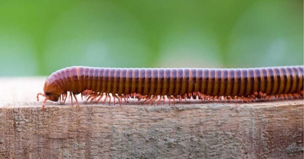 Millipede Spiritual Meaning And Its Symbolism