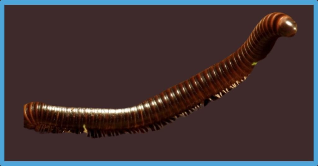 Millipede Spiritual Meaning