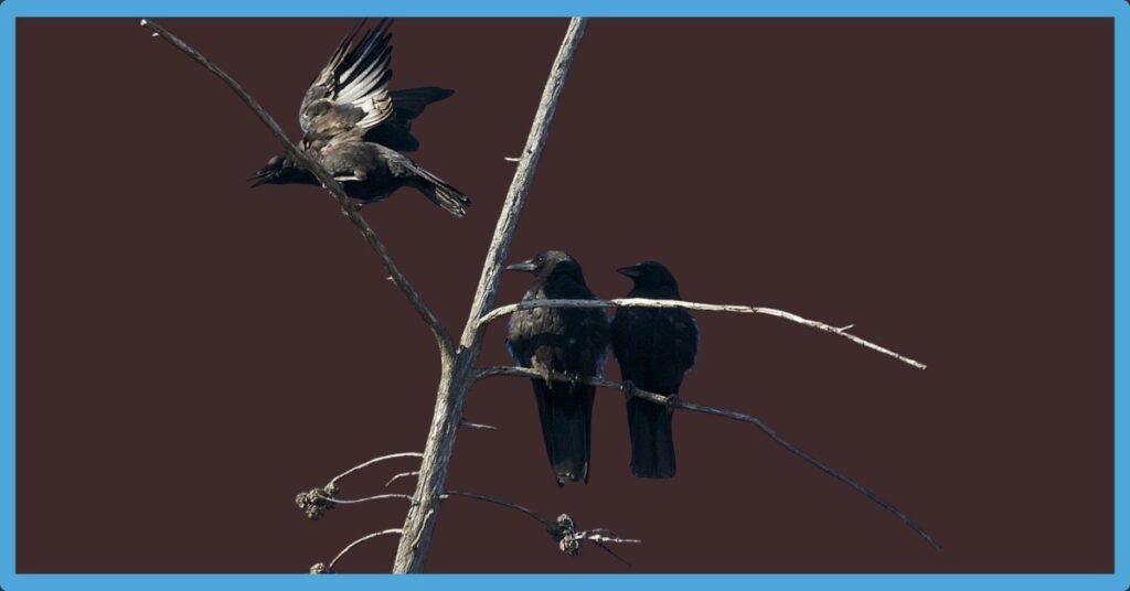 Spiritual Meaning Of 3 Crows_ Signs,Guidance And Symbols Explained