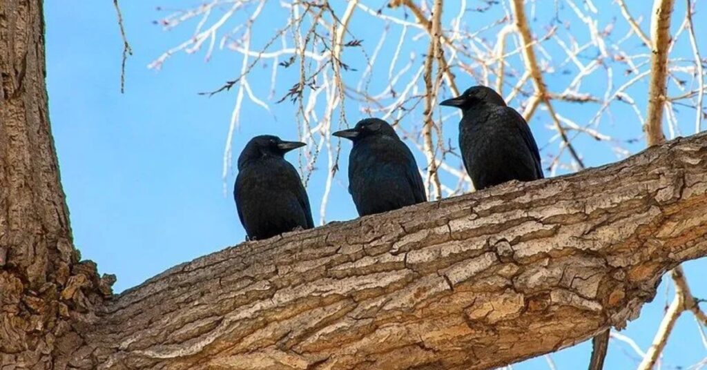 Spiritual Meaning Of 3 Crows: Understanding This Concept