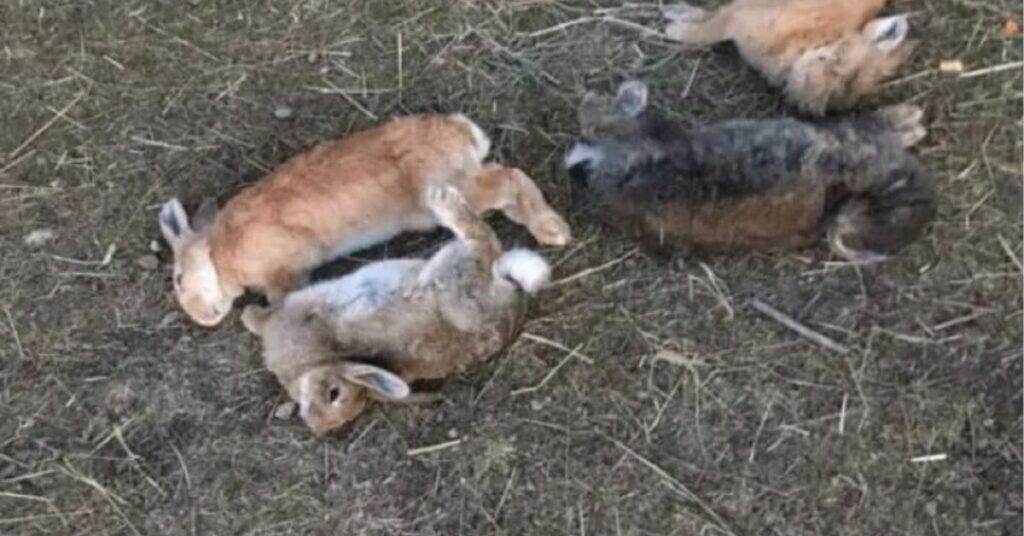 miraculous rabbitn symbol