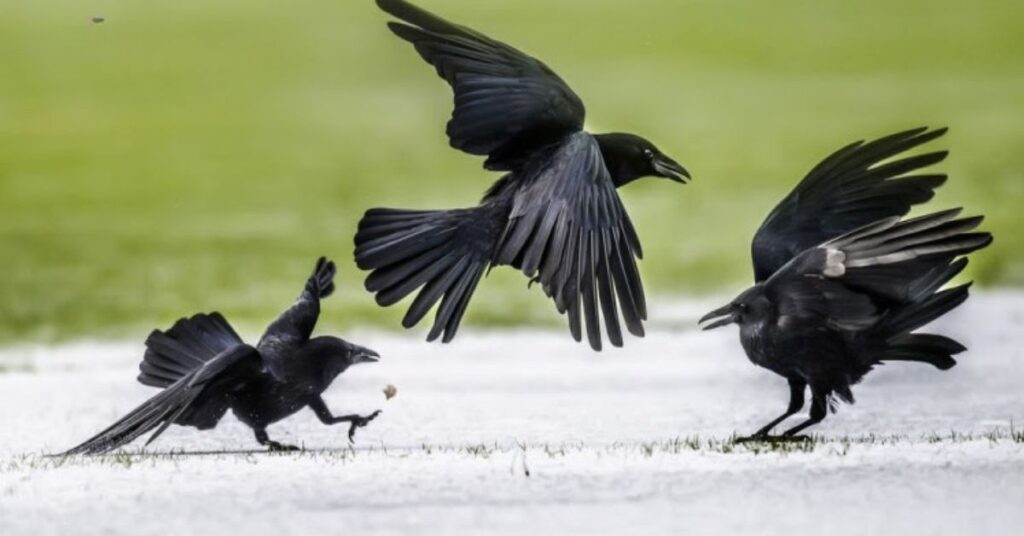 The Symbolic Meaning Of Crows In Mythology