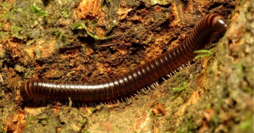 What Is A Millipede?