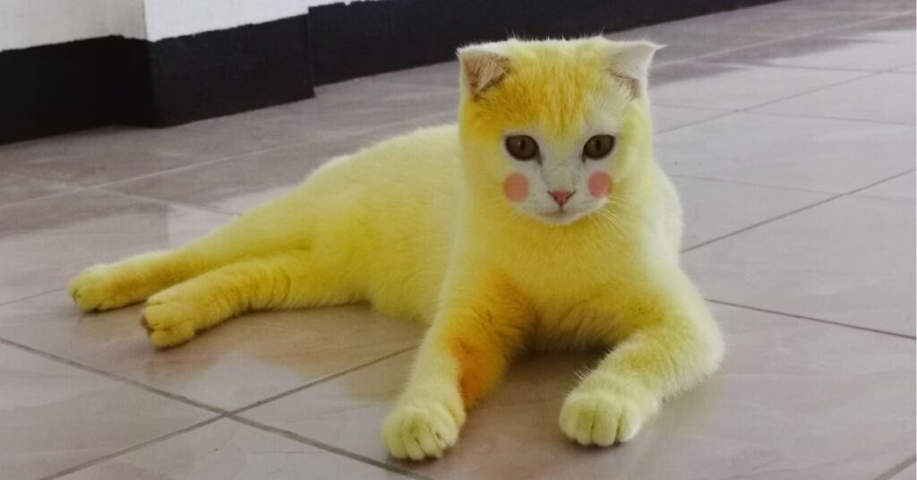 dream of yellow cat
