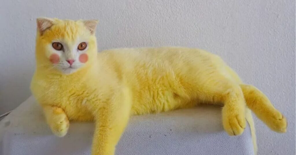 Yellow Cat Symbolism