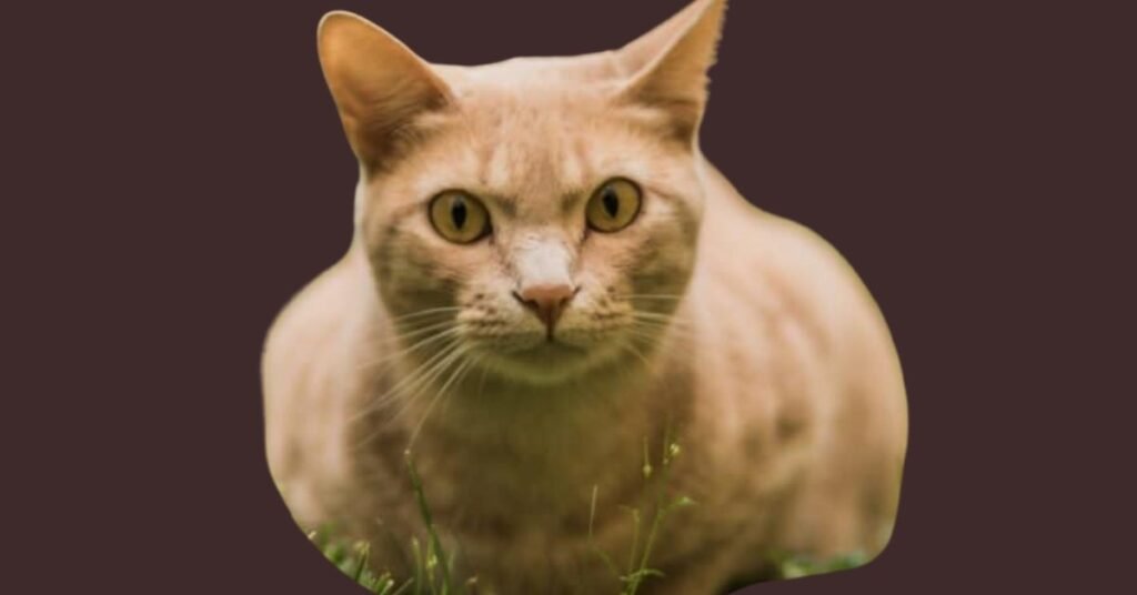 Yellow Cat Symbolism