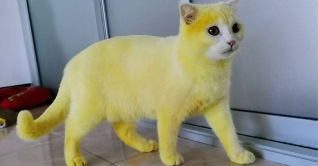 Yellow Cats As Spirit Animals