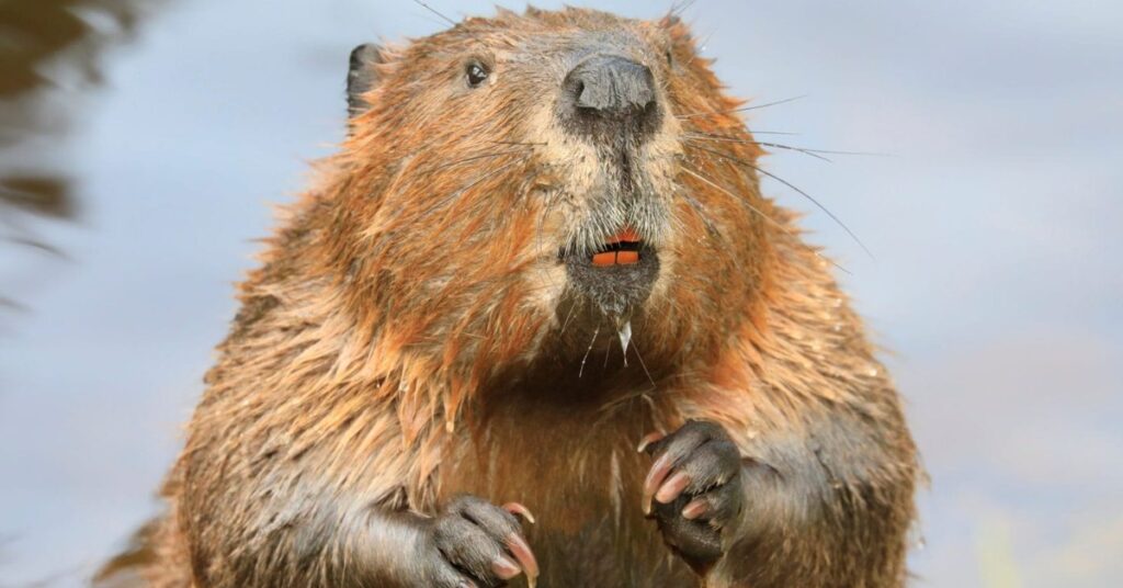 spirit animal for 1952