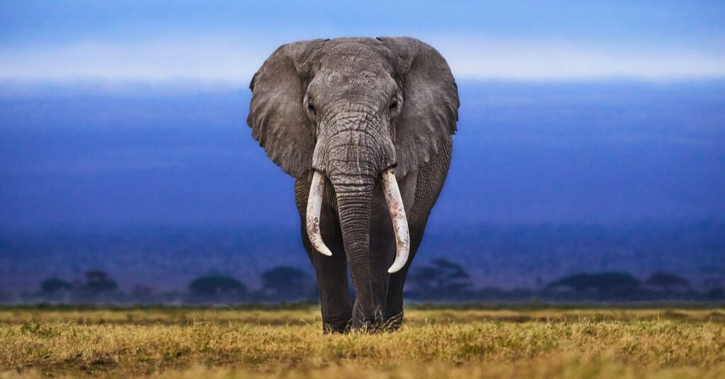 animal for november birthdays