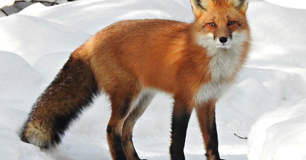 june 29th spirit animal,