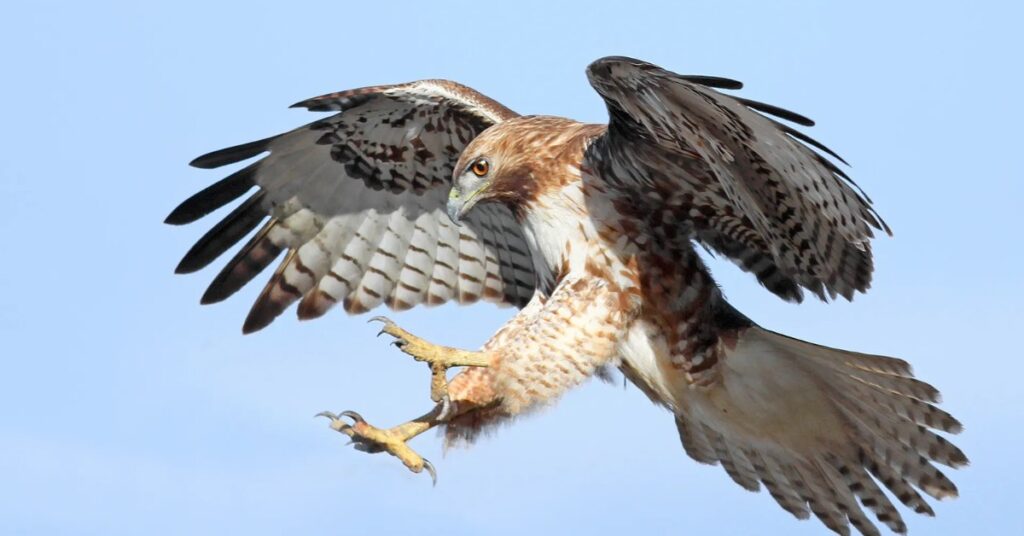 spirit animal for march 21