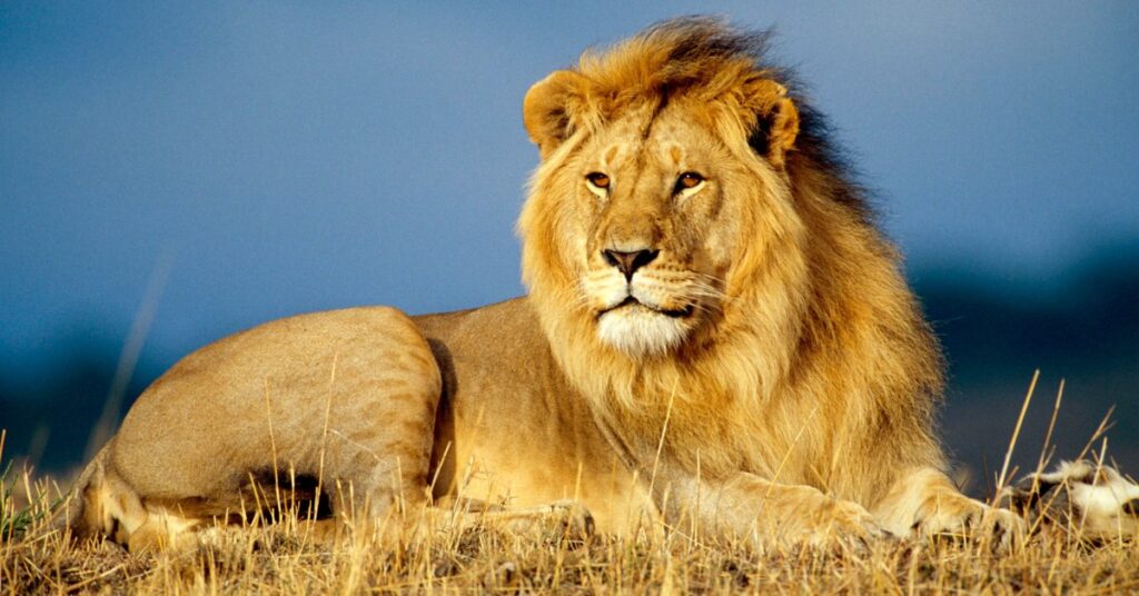 Lion – Leo (July 23 – August 22)