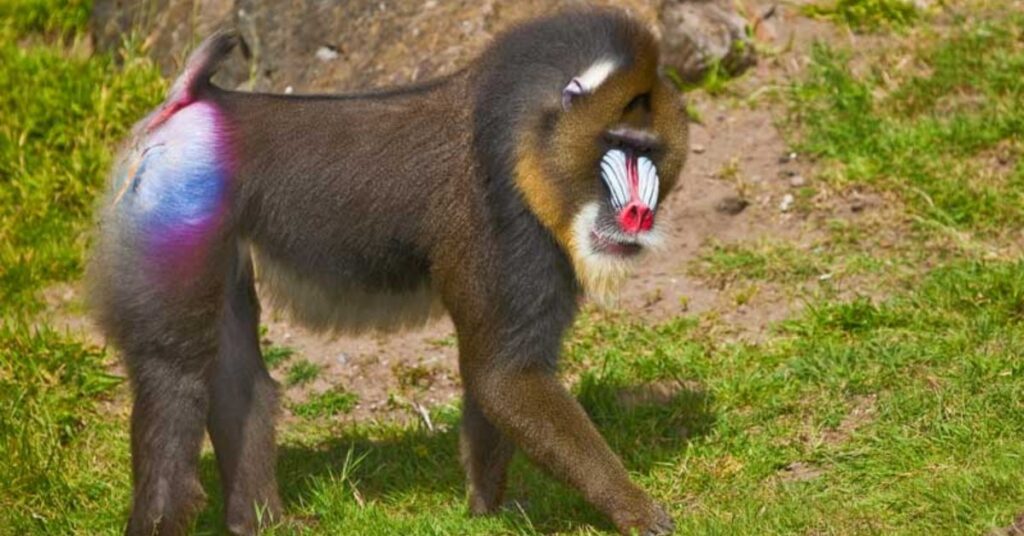 Mandrill – Virgo (August 23 – September 22)