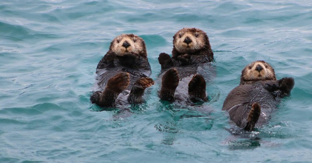 Otter- Aquarius (January 20- February 18)