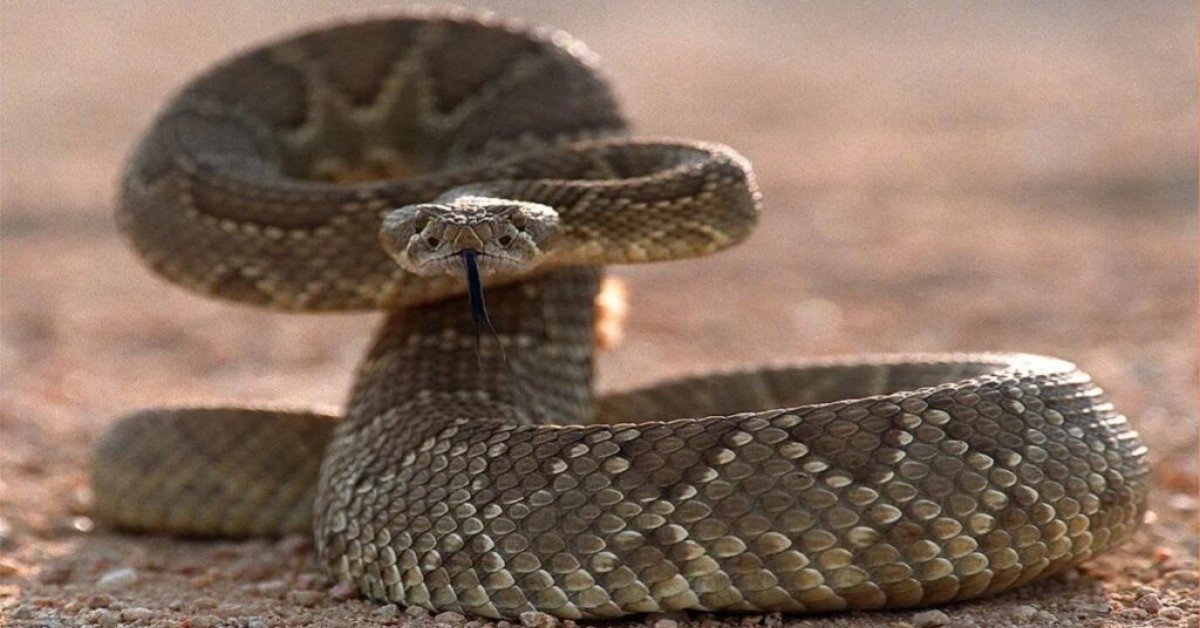 Rattlesnake Symbolism: Revealing it Meaning And Significance
