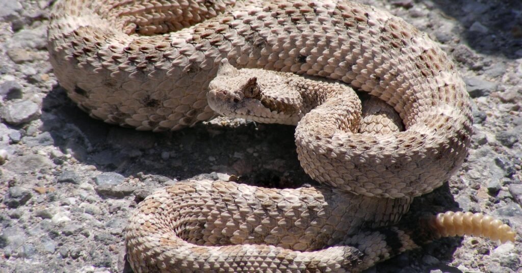 Rattlesnake Symbolism: Revealing its Meaning And Significance