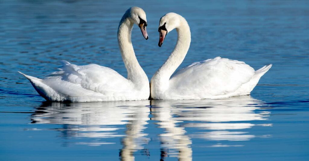 Swan – Libra (September 23 – October 22)