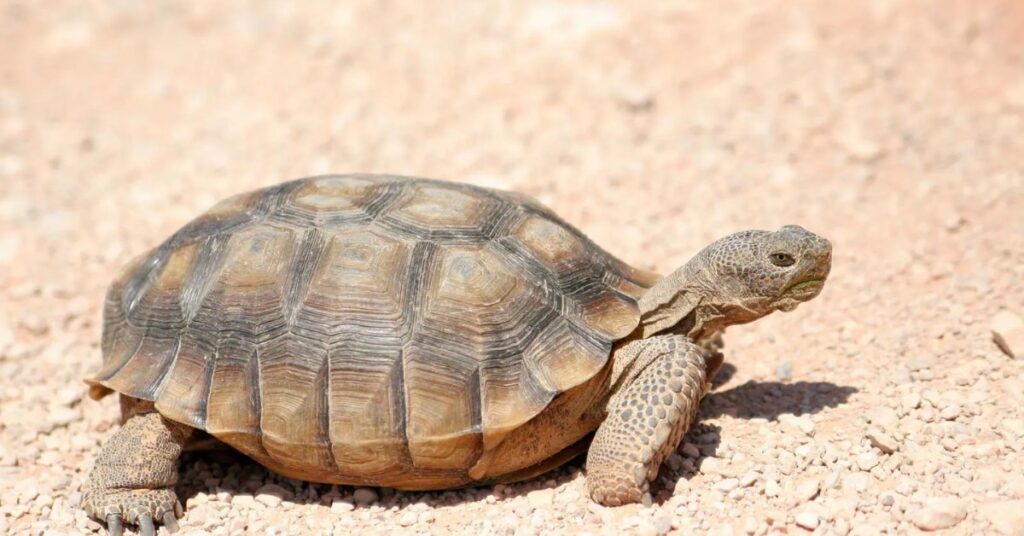 Tortoise – Cancer (June 21 – July 22)