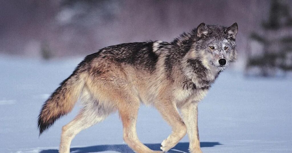march spirit animal