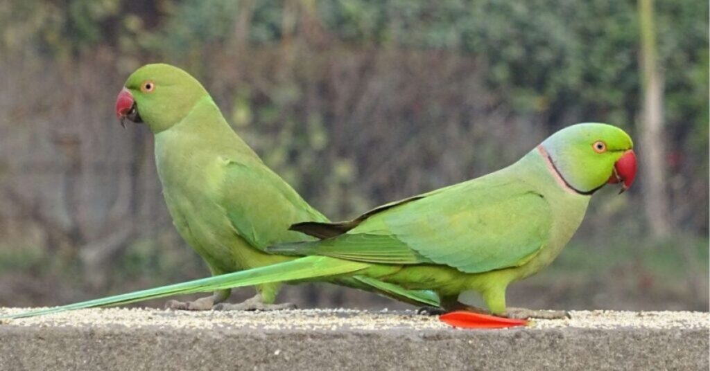 spiritual meaning of seeing a green parrot