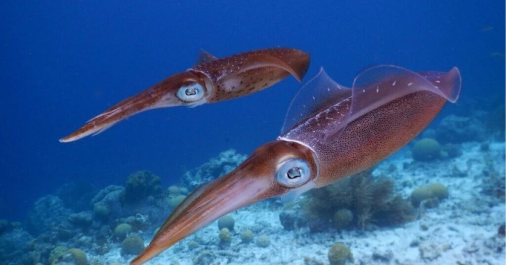 Ancient Association Of Squid With Water And Emotion