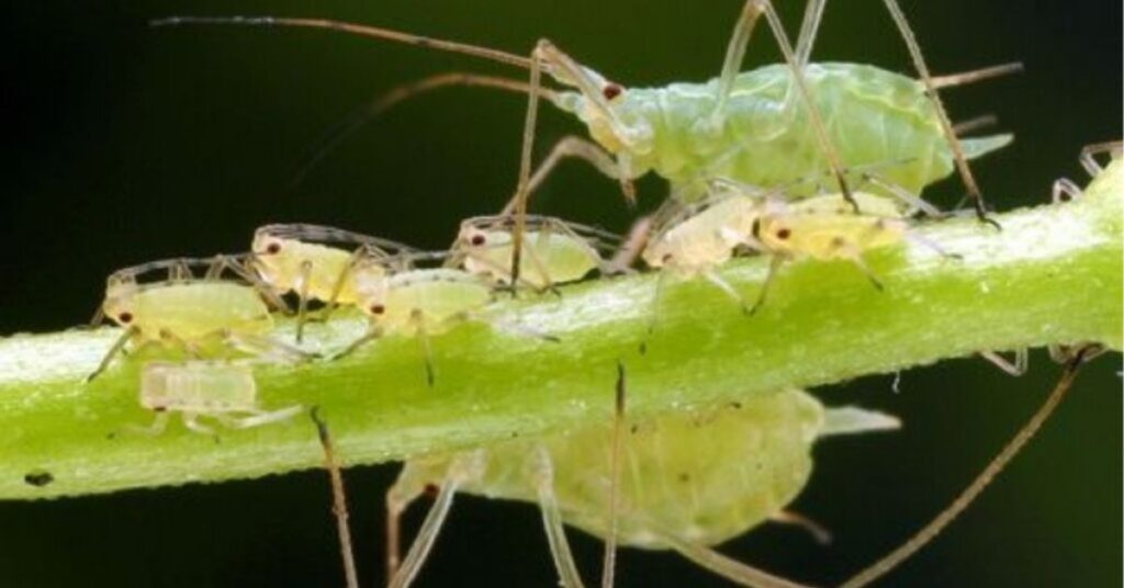 spiritual meaning of aphids