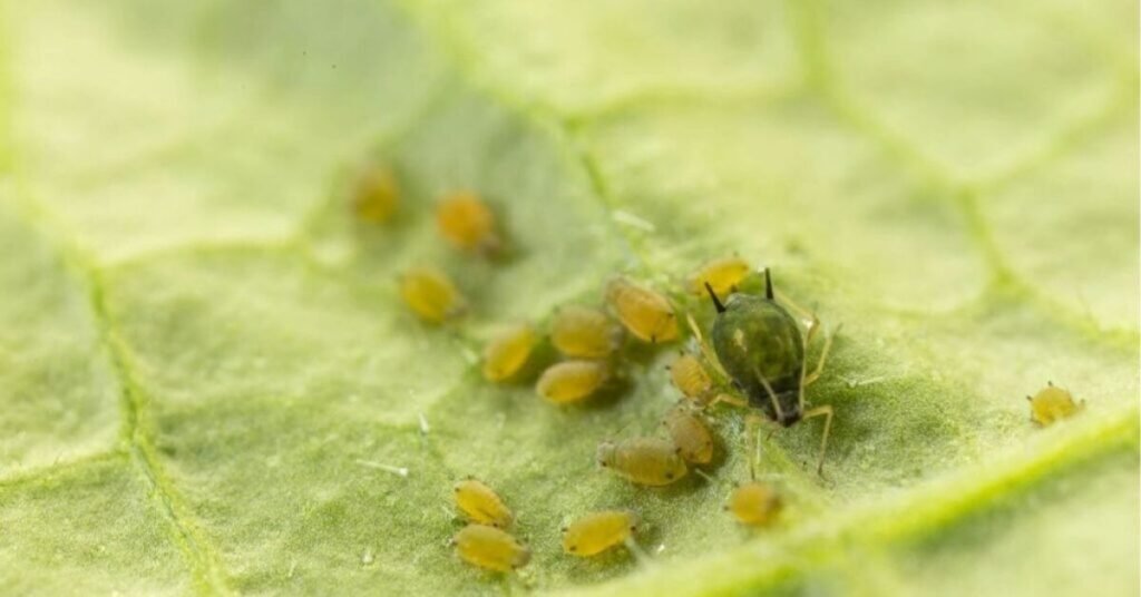 Aphid Spiritual Meaning: Symbolisms In Natures And Cultures