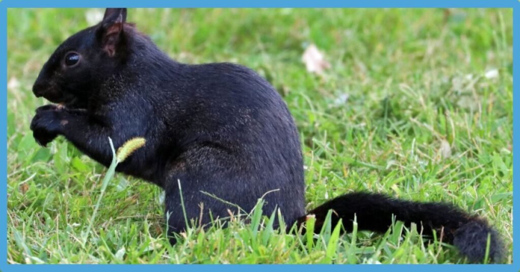 Black Squirrel Spiritual Meaning, Symbolism And Totem