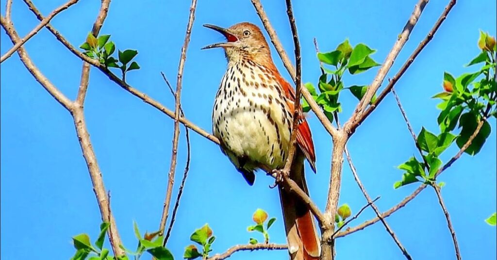 Brown Thrasher Dream Interpretation