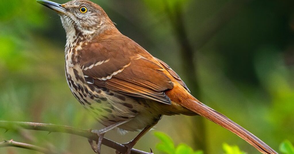 Brown Thrasher Spiritual Meaning And Symbolism