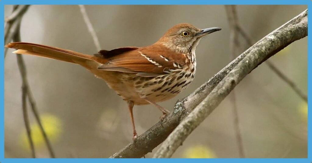 Brown Thrasher Spiritual Meaning: Symbolism, Totem And Spirit