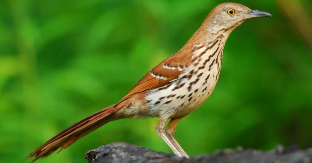 Brown Thrasher Totem Animal