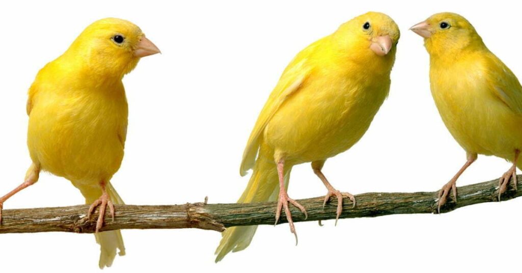 canary dream meaning