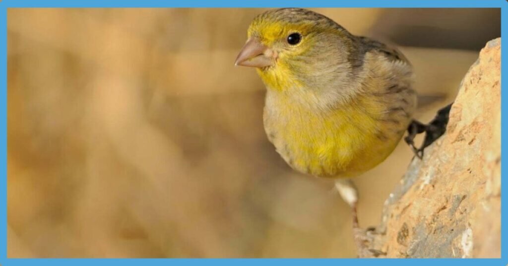Canary Spiritual Meaning: Symbolism, Spirit And Totem Animal