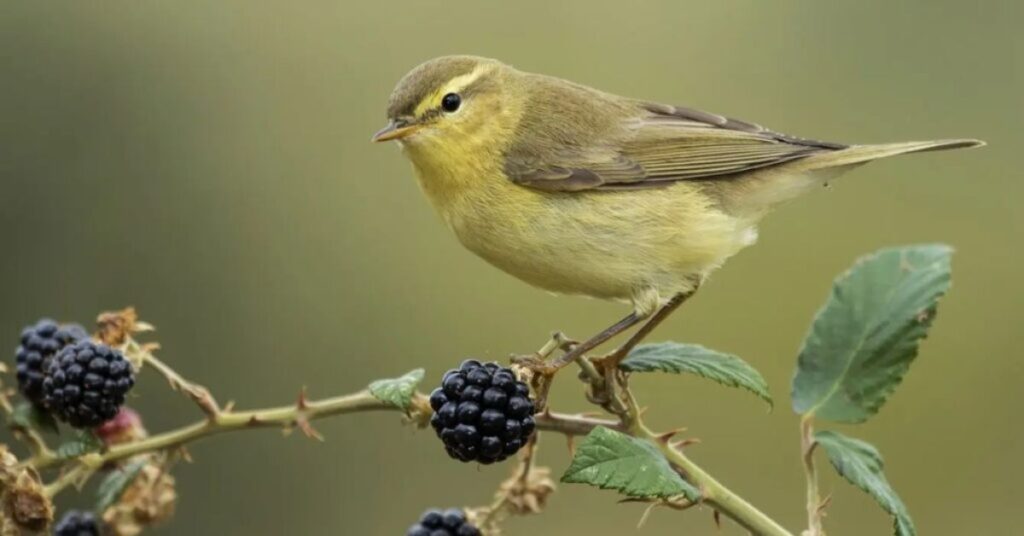 Canary Totem Animal