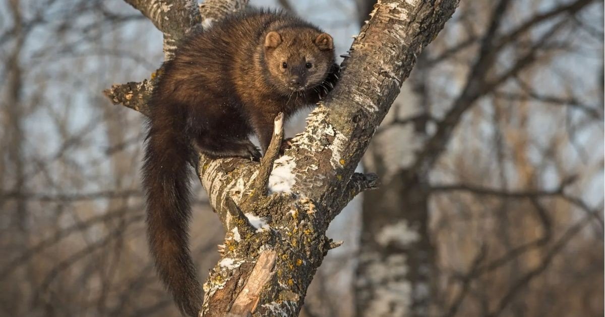 Fisher Cat Spiritual Meaning: Its Sacred Essence Illuminated