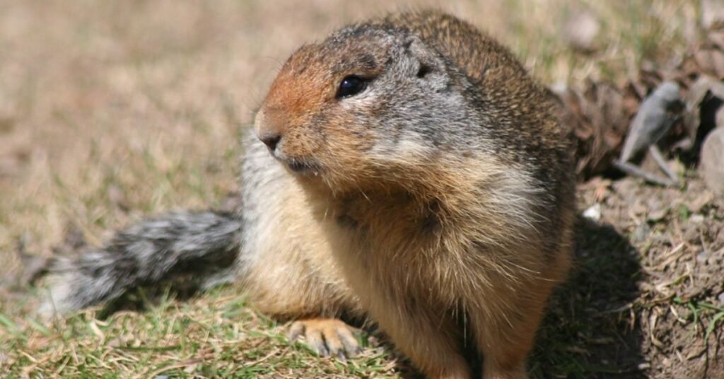 Gopher Symbolism: Power, Spirit And Totem