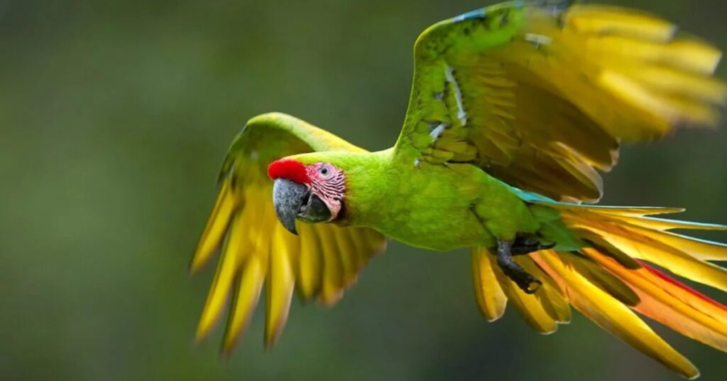 Green Parrot Symbolism