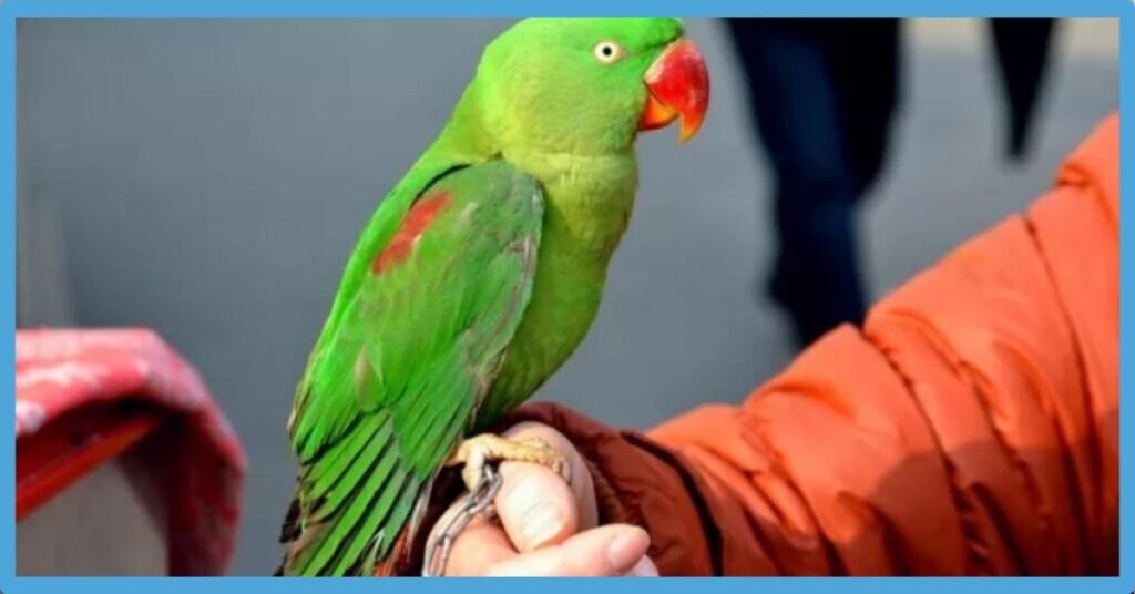 Green Parrot Symbolism: Totem, Meaning And Dream Interpretation
