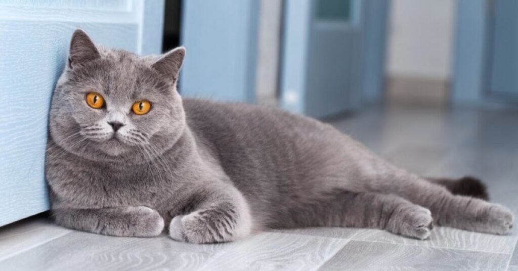 grey cat superstition