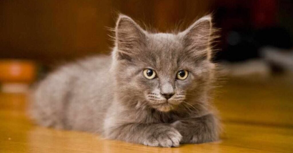 spiritual meaning of a grey cat